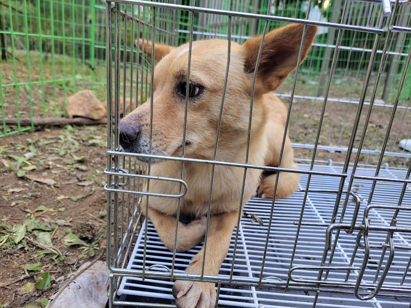 종료(입양) 믹스견…